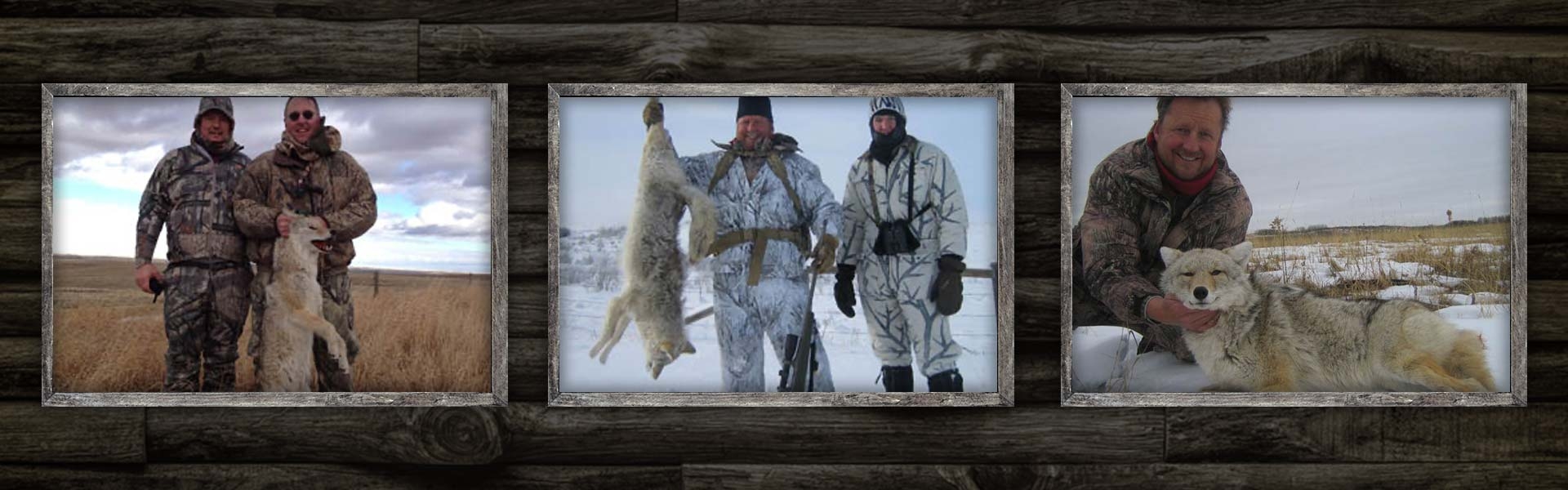 Alberta Canada Coyote Hunting Alberta Canada Coyote Hunting